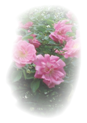 Dieses Foto zeigt Blumen von Melanie Donati -&nbsp; art&flowers